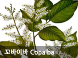 꼬바이바 Copaiba