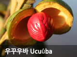 우꾸우바 Ucuuba